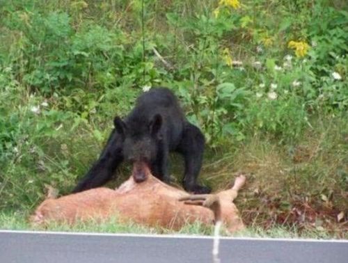 黑熊捕食梅花鹿,果然是 一猪二熊三虎 的实力