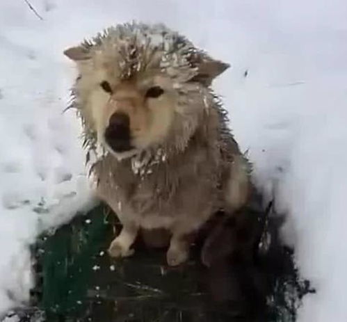 男子雪地里发现一只孤零零的狗,走近后却感动到哭