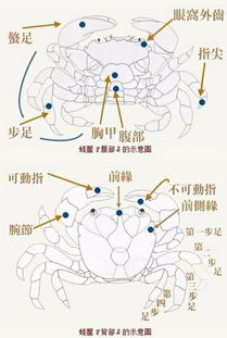 螃蟹的身体构造解剖图 