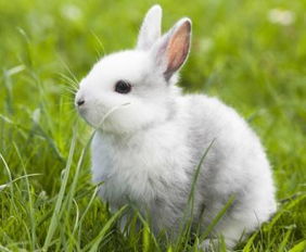 关于小兔子外形的描写 