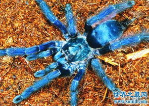 世界上最高学历的蜘蛛,其中一位还是长腿欧巴 