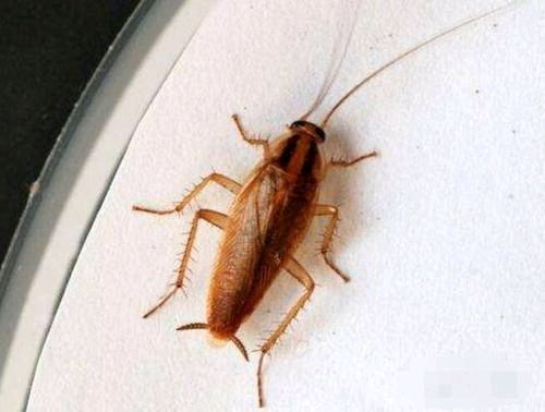 防止蟑螂爬到床上的方法