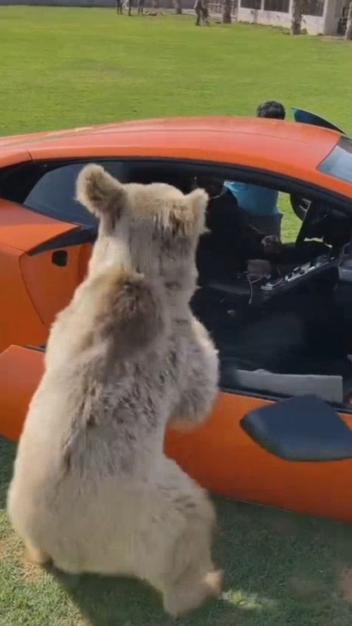 迪拜富豪养的宠物棕熊,直接把超跑车门扒拉下来了,富豪非常开心 