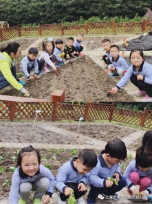 种植园地 贝贝幼儿园诚文化教育之幼儿篇 