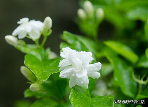 茉莉花风水禁忌:为什么茉莉花不能养在卧室（茉莉花为什么不能在室内养）