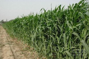 苏丹草田间管理及栽培注意事项,高端草的种植方法