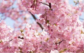 中国樱花是什么季节开 樱花暗示的什么意思