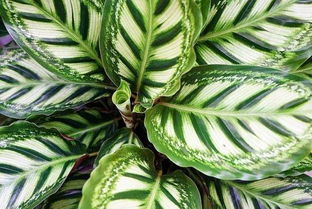 去甲醛的植物有哪些 除甲醛的绿植十大排名