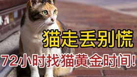 找猫团队到达河北找猫