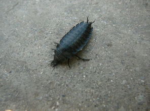 今天在沙发下面发现一只虫子从来没见过这样的虫子 长约2㎝多纯黑色尾部有跟蝎子一样的勾 