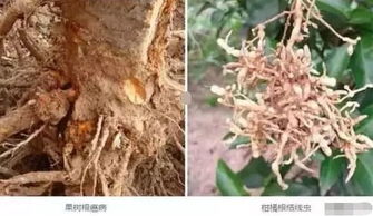 重茬障碍升级,枯黄萎 根腐等土传性病害泛滥 怎样防治最有效 听听专家怎么说