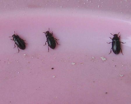 家里出现好几只这种黑色甲虫是什么,求助 
