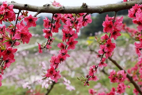 报 云阳第一波桃花浪漫上线