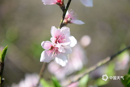 云南楚雄鲜花绽放 迎春盛开现美景 