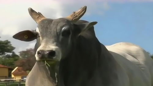 实拍越南养殖场,只有这只牛长得有自己的特点,眉清目秀的 