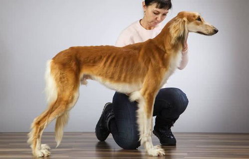 埃及法老最爱的狗狗,还被做成木乃伊,萨路基猎犬什么来头
