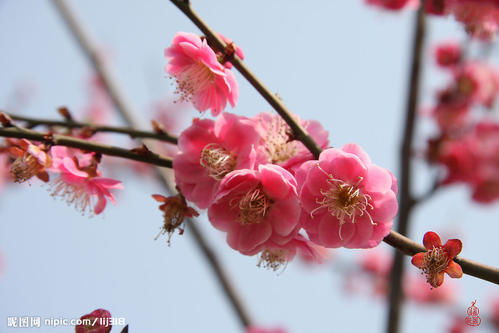 文殊菩萨传奇