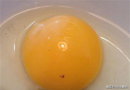 为什么鸡在未受精的情况下,365天都在下蛋 它和恐龙是近亲