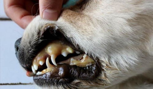 辟谣 狗疫苗预防的犬钩端螺旋体没用,看看这种人畜共患病多可怕