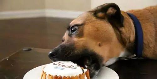 狗狗吃零食的正确方式,你get到了吗