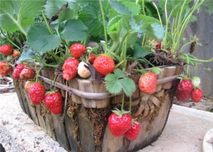 草莓种子的种植方法和时间,草莓种子的种植方法和时间
