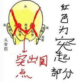 一泓师傅 骨相学中的这些部位代表你的运势和成就 