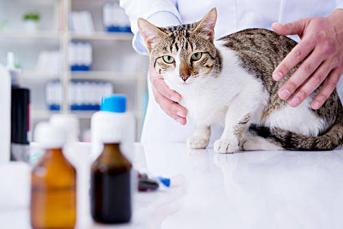 猫咪绝育只能送去宠物医院吗
