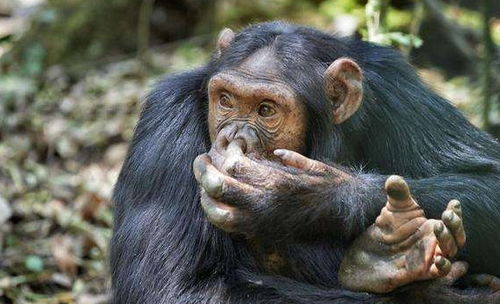 黑猩猩跟人类小孩一块养育,认为自己也是人类,后来它怎样了