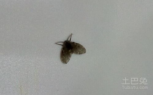 房间里有小飞虫怎么办 如何保持家里整洁