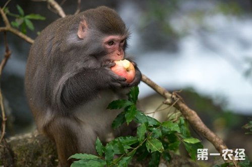 猴子吃什么 猴子吃香蕉,猴子吃桃等猴子吃相图片欣赏
