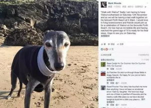 18岁老狗即将接受安乐死,200人陪它在海边完成最后一次散步