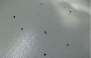 夏季家里经常有小飞虫怎么办 轻松教你消除室内小飞虫 