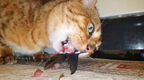 为何猫吃鱼从来不被鱼刺卡 镜头画面放慢50倍后,终于知道真相