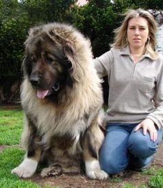 高加索犬 探秘世界上最大的狗 