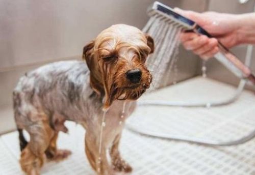 科学养宠 小狗出生几个月才能洗澡,5个细节问题很重要