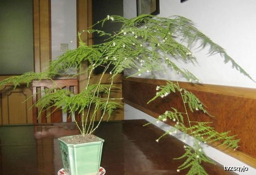 文竹开花寓意什么兆头,冬天家里的文竹发芽了有什么好运吗？