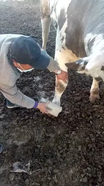 黄牛把脚崴断了,大爷拿起砖头,两下就给治好了 