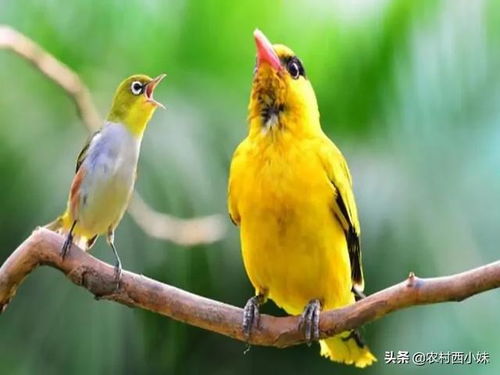 黄鹂鸟的叫声好听,但是胆子却很小,饲养时要有大空间才能活得久