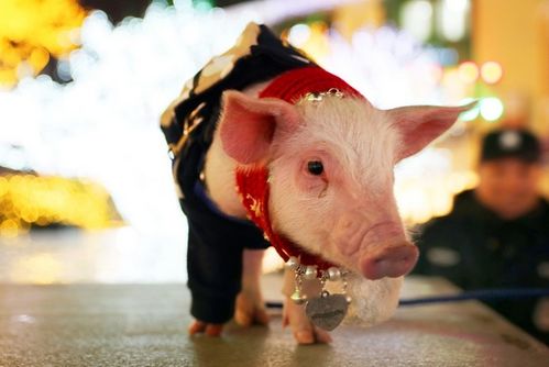 1月2号后,生肖猪家中有人员调动,未来6天将 鸡犬不宁