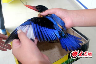 红嘴鸟 获救 竟是国家二级保护鸟类蓝翡翠鸟
