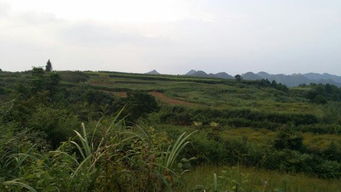 请风水大师帮看下这样的地方符合龙穴坟地吗 因为我不懂坐山宜忌, 所以就打了两个方向点,分别是149 