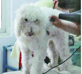 初学者怎样给泰迪剪毛,泰迪狗的毛怎么修剪？