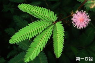 含羞草怎么种 含羞草的种植技术