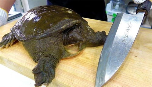 为什么人们只吃甲鱼而不吃乌龟,难道是乌龟不好吃 