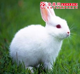 梦到抓到一只兔子是什么征兆(我梦见抓到一只兔子)