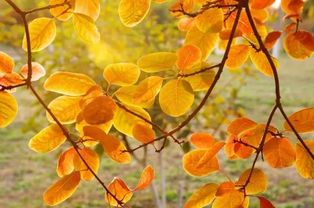 科普中国网 为什么秋天的叶子,有的变黄 有的变红 