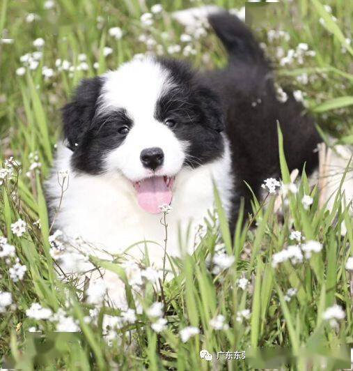 广东地区本地商家出售纯种健康边境牧羊犬犬幼犬边牧犬领养签购宠协议丶三证齐全丶支持上门自提丶广东全省送货上门无死角丶全国配送到家 