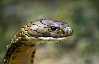 世界第一毒蛇,行经之处万物避让,最受人类的敬畏 