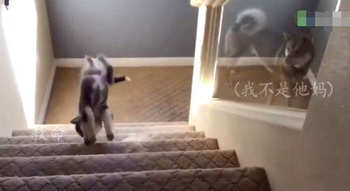 小奶狗从楼上摔下来吓得叫妈妈,楼下大狗全程在看戏