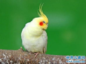 玄凤鹦鹉,一种会 脸红 的鹦鹉 